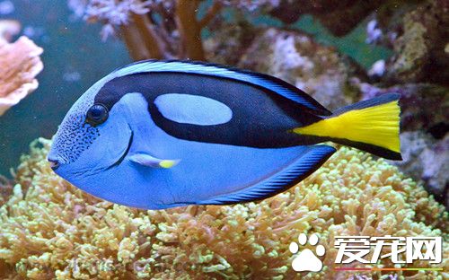 热带鱼白斑病怎么治 白斑病治疗需要注意事项