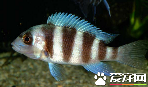 热带鱼在哪里买 热带鱼的选购要点是什么