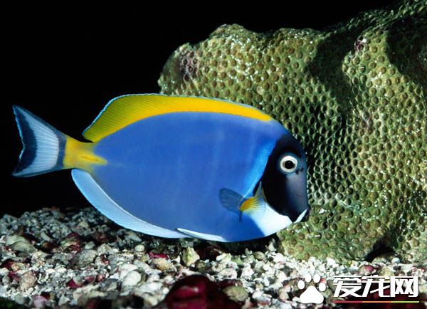 养热带鱼水温多少度 热带鱼一般分布在哪里