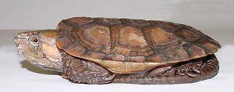 鹰嘴龟肠炎怎么办 治疗方法以及肠炎的原因