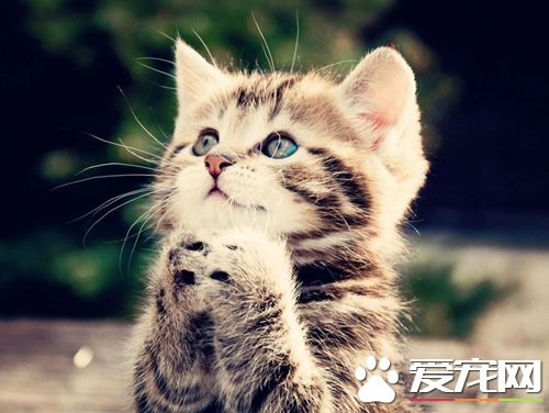 猫咪吃什么猫粮好 猫粮根据猫咪特别需要选择