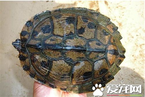 地图龟如何饲养 吃东西的时候要在水里吃