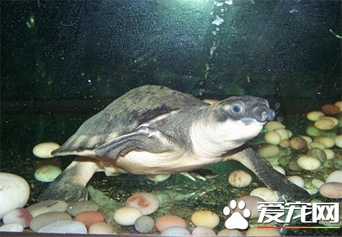 猪鼻龟用什么底砂 饲养环境以及如何繁殖