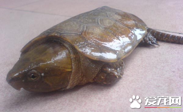 鹰嘴龟一次吃多少 鹰嘴龟2到3天喂一次