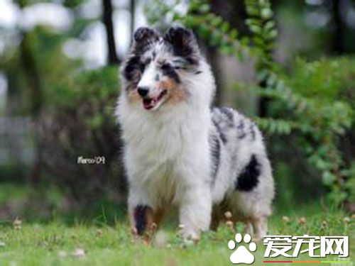 狂犬疫苗的注射部位 狂犬病疫苗禁止臀部肌肉注射