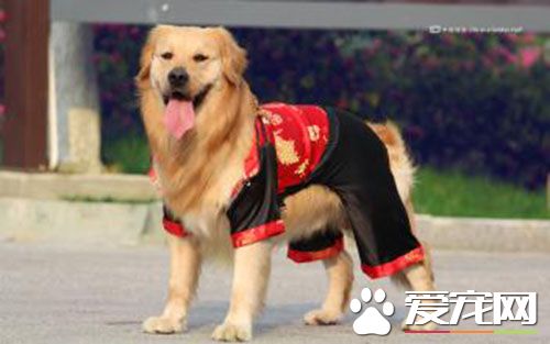 狂犬疫苗的作用 狗狗为什么要打狂犬疫苗