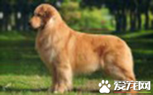 两个月的金毛得了细小怎么办 可用高免血清治疗