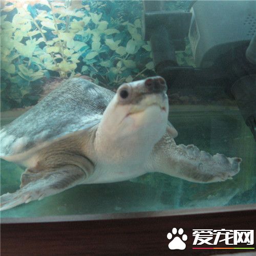 猪鼻龟什么样的好 猪鼻龟更像是一只鳖