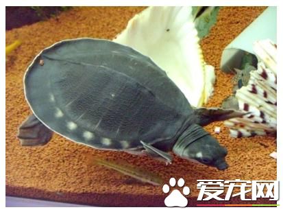 猪鼻龟白斑病怎么治 前期症状为背甲出现白膜