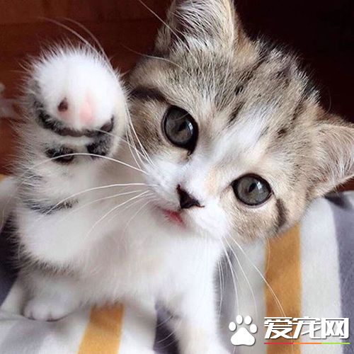 幼猫罐头什么牌子好 猫罐头不要当做主食