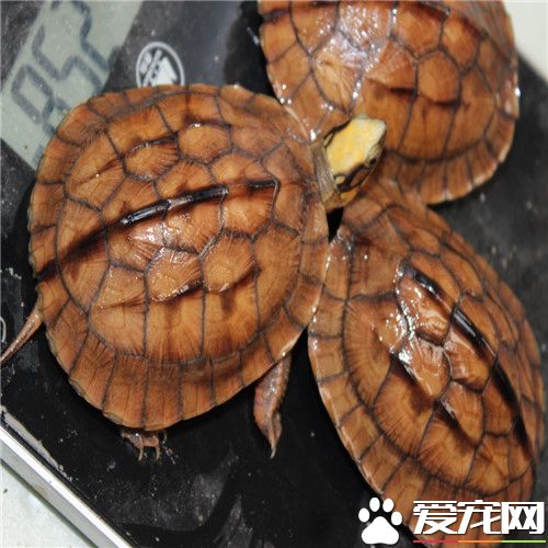 金钱龟有什么价值 金钱龟具有药理的作用