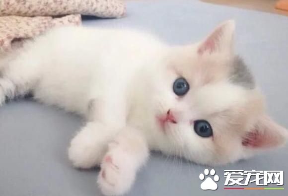 猫咪尿道炎症状 猫尿道炎病发的表现及种类