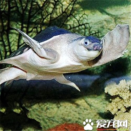 猪鼻龟粮什么牌子好 博冠猪鼻龟粮是最受欢迎的