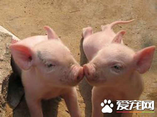 猪细小病毒病及其防制 采取综合性防制措施