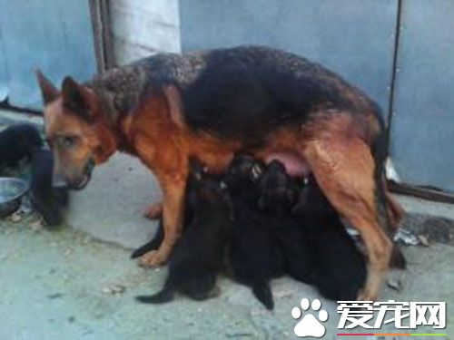 狂犬疫苗失效 伤口部位及抗狂犬病血清的使用