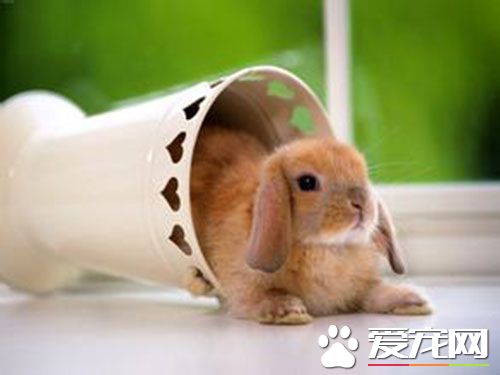 狂犬疫苗没按时打 狂犬疫苗什么时候打