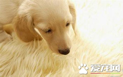 细小和肠炎的区别 腹泻是肠炎的主要特征