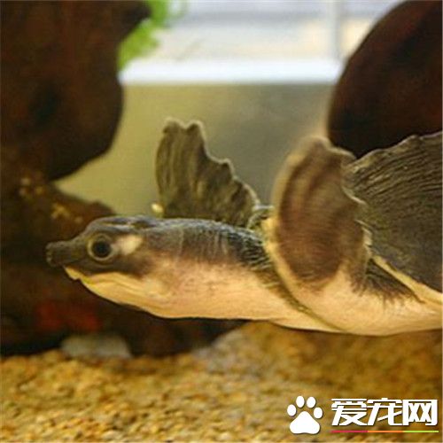 猪鼻龟背上有白斑 猪鼻龟常见的疾病