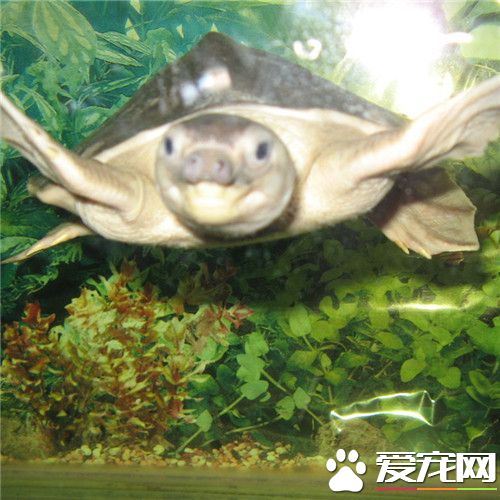 猪鼻龟能干养吗 猪鼻龟没有晒背的习性