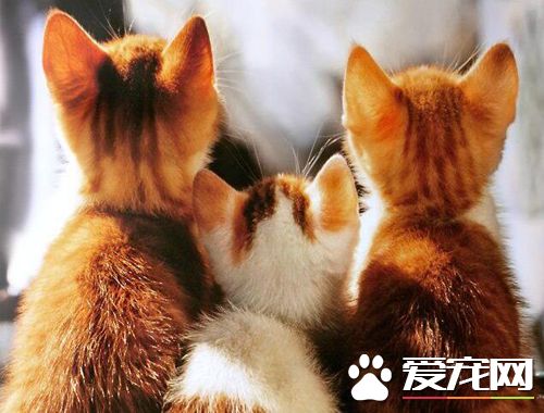 猫抑郁症的表现 猫咪得了忧郁症怎么办