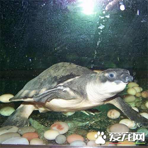 猪鼻龟背甲出血 猪鼻龟常见的疾病有哪些