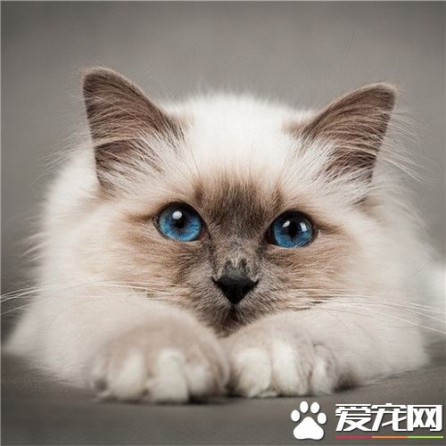 猫咪拉稀带血 猫咪拉稀带血的三种主要原因