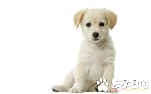 细小不吐只拉 还是要看狗狗自身的抵抗力