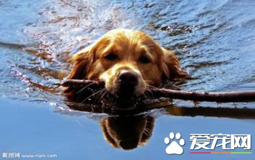 打一针狂犬疫苗有用吗 狂犬疫苗可以打一针吗