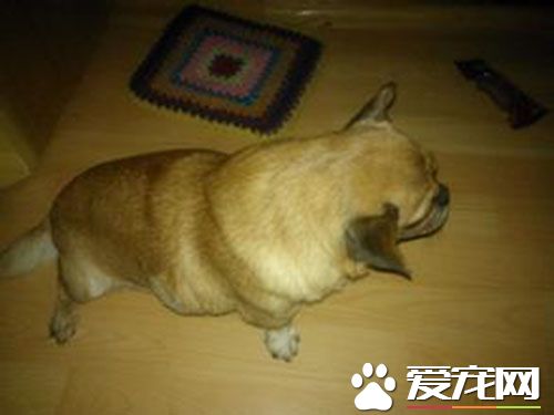 细小能吃东西吗 给予的饲料应该是容易消化的