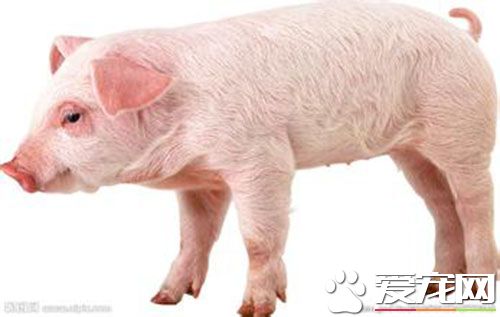 猪细小病毒怎么治疗 猪细小病毒重在预防