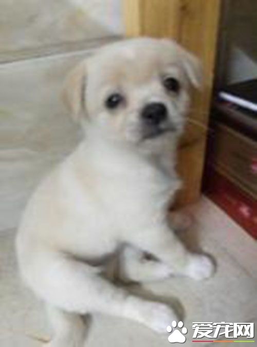 细小能自愈吗 发现细小应立即进行隔离饲养