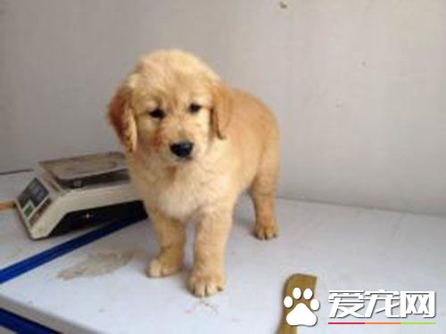 细小和冠状 如何确定狗狗细小加冠状