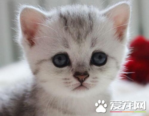 猫猫脱毛怎么办 需要加强营养加强梳毛