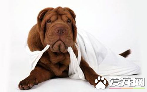 医院有狂犬疫苗吗 狂犬疫苗伤口处理注意事项