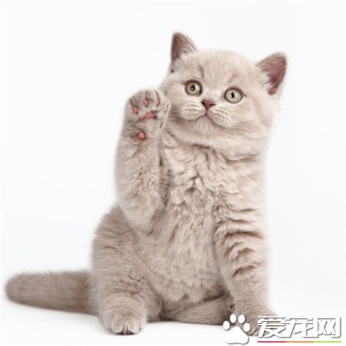 小猫发情怎么办 猫发情安慰猫的方法