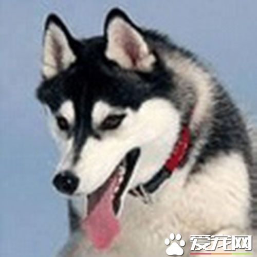 细小危险期 幼犬细小病发现在3到4天