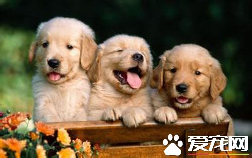 细小高发期 细小的潜伏期一般是2到7天