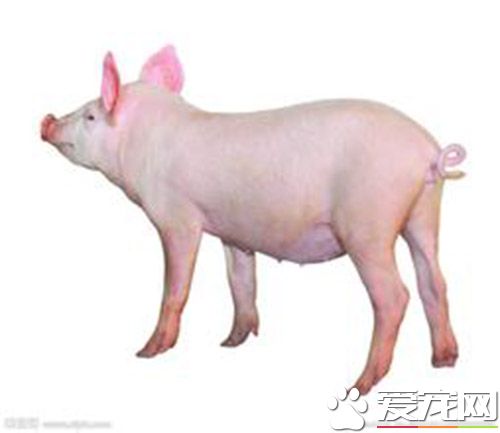 猪细小病毒疫苗价格 养猪要搞好哪些免疫