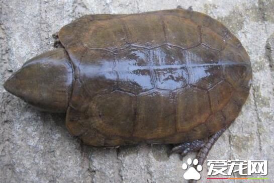 鹰嘴龟有什么功效 鹰嘴龟有怎样的营养价值