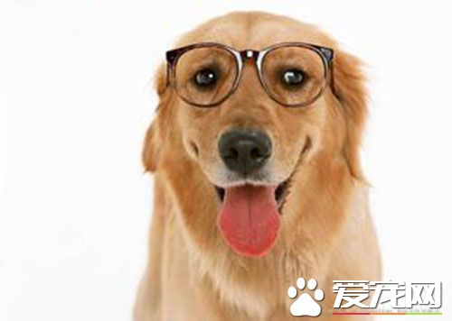 细小是翻肠子吗  狗狗翻肠子是什么问题