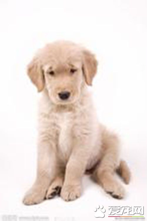 细小可以治好吗 细小病毒需要的治疗方法