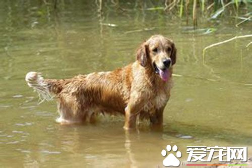 狗狗细小恢复期吃什么 狗狗细小后期恢复