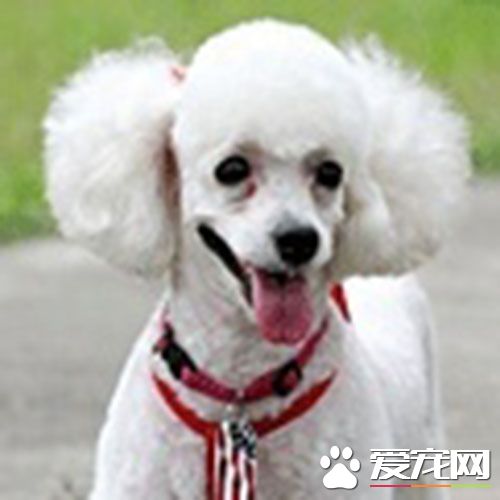 细小发病时间 狗狗得细小后治疗周期