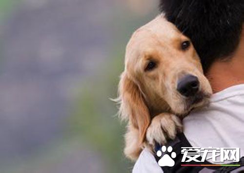 细小病毒死亡率 发病率高死亡率高和传染性强