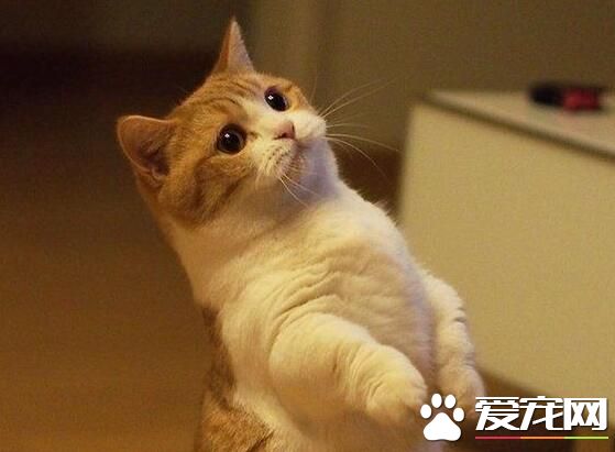 猫掉毛严重怎么办 科学饲养减少猫咪掉毛的情况