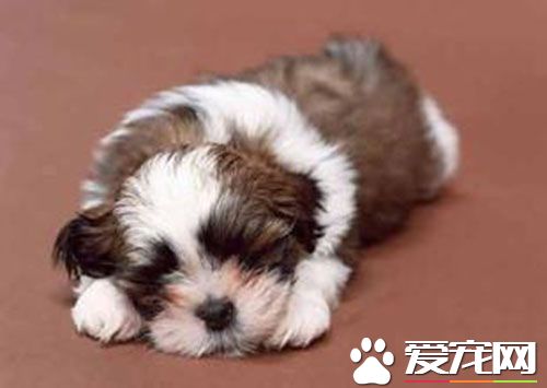 狗狗容易得细小吗 细小是传染性很强的传染病