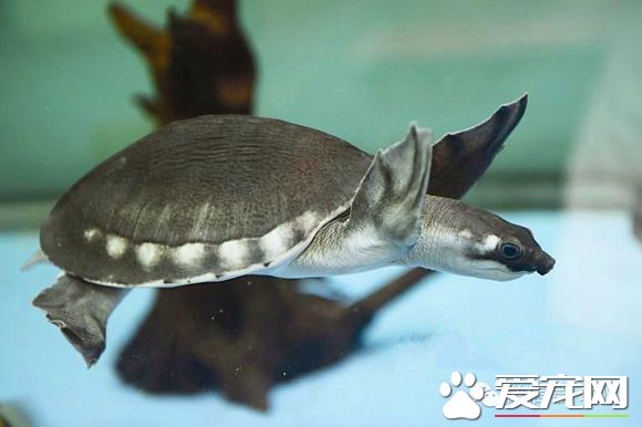 猪鼻龟烂甲 猪鼻龟烂甲的原因及治疗方法