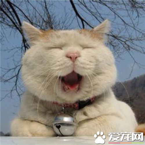 猫长跳蚤怎么办 处理猫身上跳蚤的方法