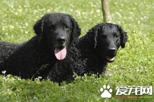 狗细小传染猫吗 猫患细小病毒就是猫瘟