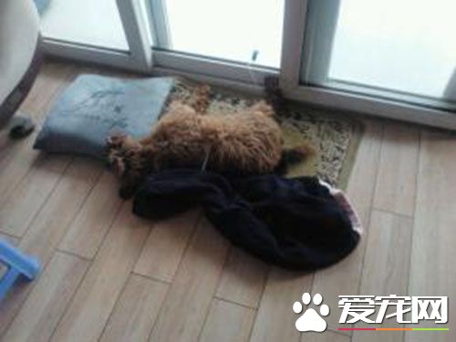 细小康复期 细小病毒康复期什么症状